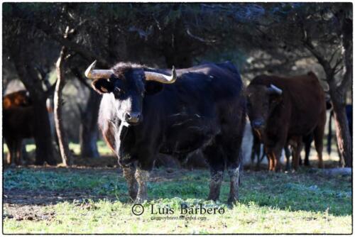 Luis Barbero-los-ripamales (18)