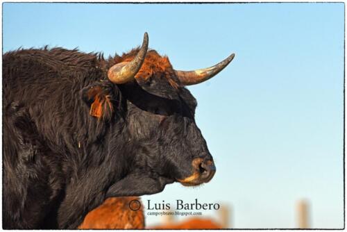 Luis Barbero-los-ripamales (6)