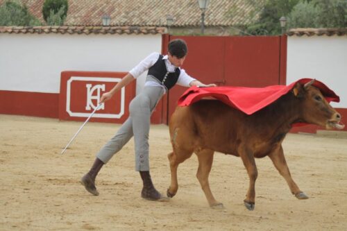 TONI PECHO