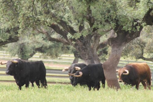 TOROS ARBOL