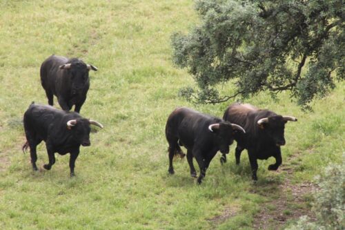TOROS CORRIENDO