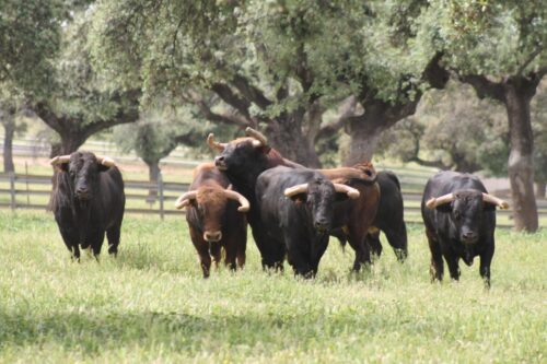 TOROS JUNTOS