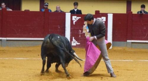 alba-de-tormes-novillada-3