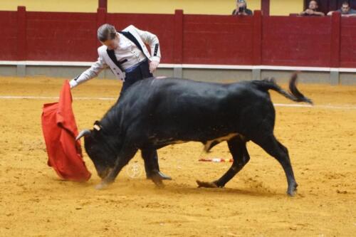 alba-de-tormes-novillada-4