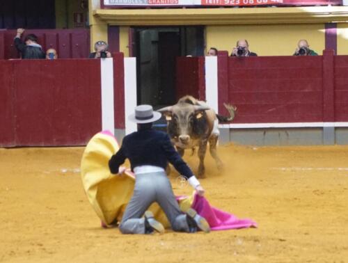 alba-de-tormes-novillada-8