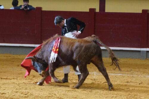 alba-de-tormes-novillada-9